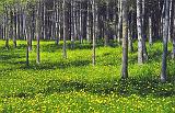 Glade Of Dandelions_48490